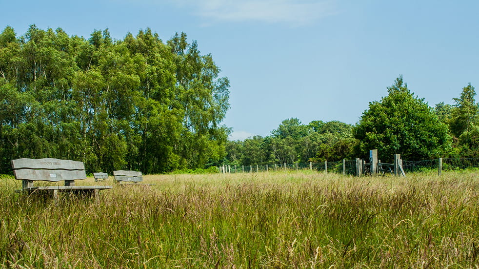 Family walking trails Ashdown Forest